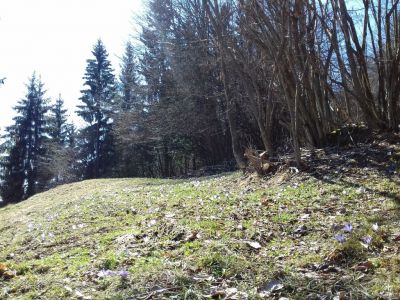 Kliknite za ogled večje slike
