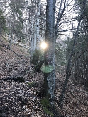 Kliknite za ogled večje slike