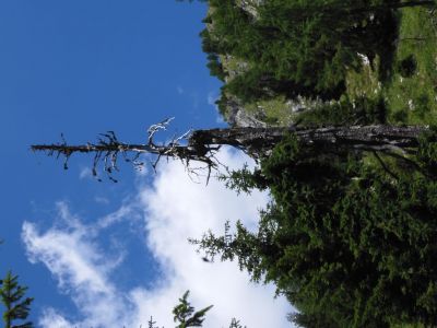 Kliknite za ogled večje slike