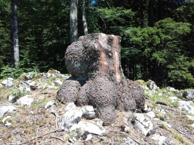 Kliknite za ogled večje slike
