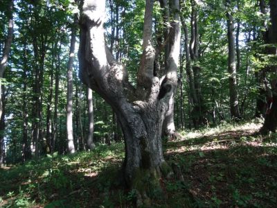 Kliknite za ogled večje slike
