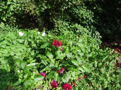 Kliknite za ogled večje slike