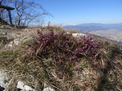 Kliknite za ogled večje slike