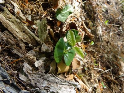 Kliknite za ogled večje slike