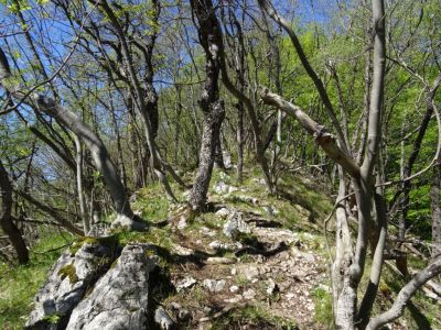Kliknite za ogled večje slike