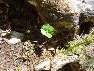 Kliknite za ogled večje slike