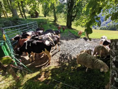 Kliknite za ogled večje slike