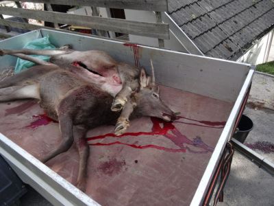 Kliknite za ogled večje slike