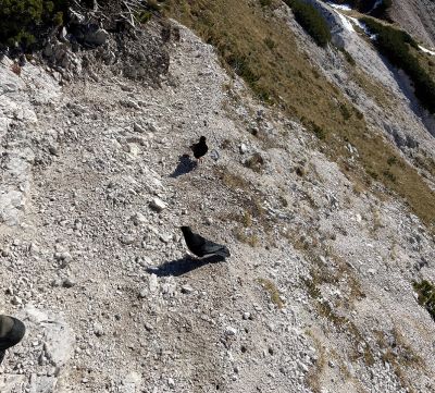 Kliknite za ogled večje slike