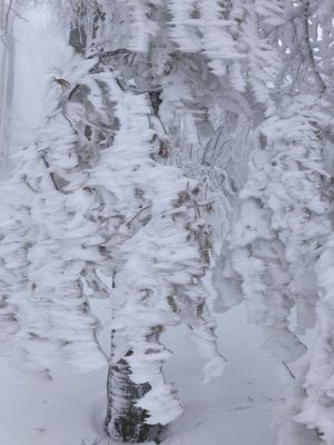 Kliknite za ogled večje slike