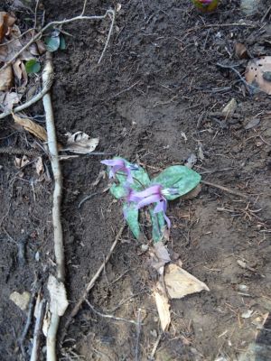 Kliknite za ogled večje slike