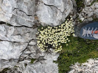 Kliknite za ogled večje slike