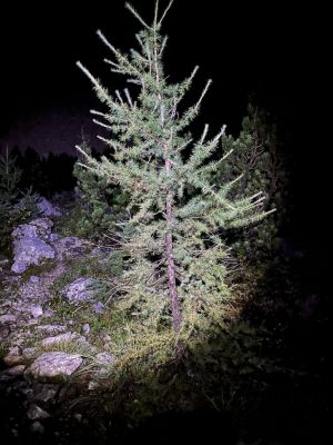 Kliknite za ogled večje slike