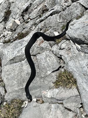 Kliknite za ogled večje slike
