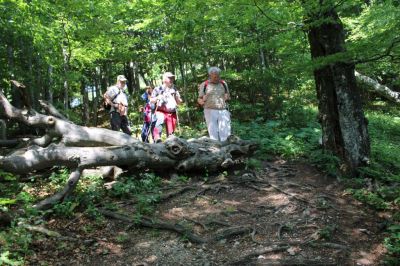 Kliknite za ogled večje slike