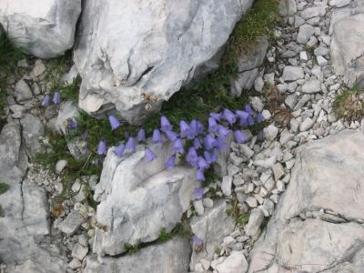 Kliknite za ogled večje slike