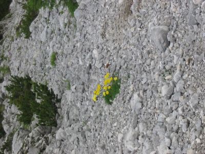 Kliknite za ogled večje slike