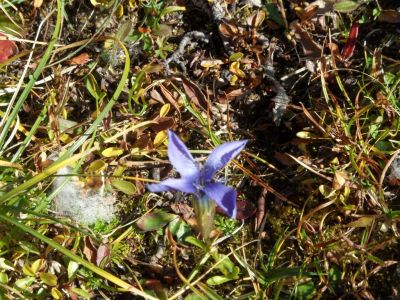 Kliknite za ogled večje slike