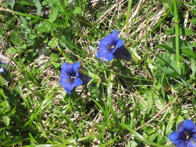 Kliknite za ogled večje slike