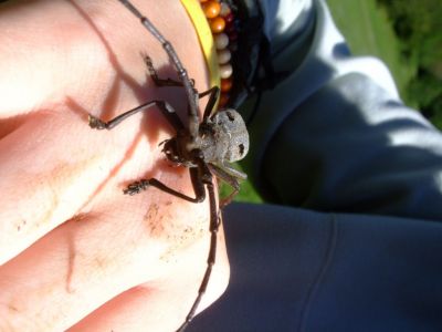 Kliknite za ogled večje slike