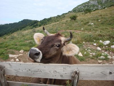 Kliknite za ogled večje slike