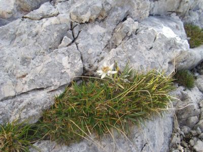 Kliknite za ogled večje slike
